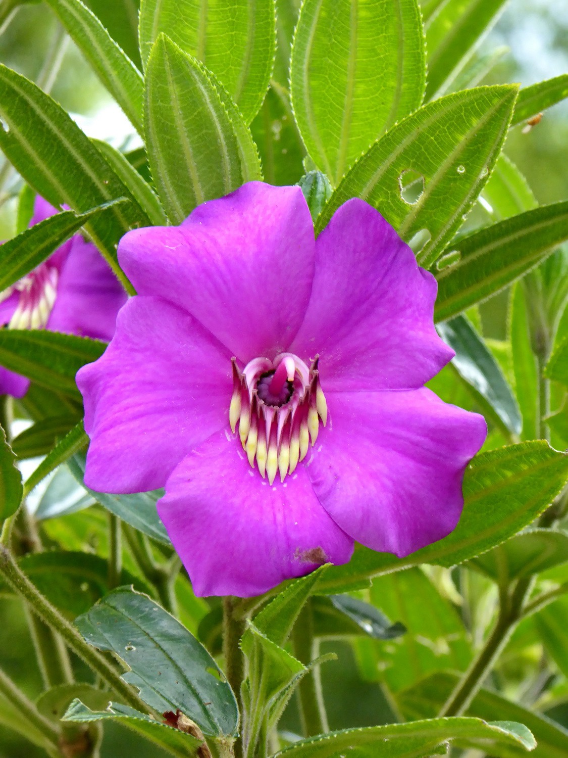 Purple flower in Alto de Lavapatas